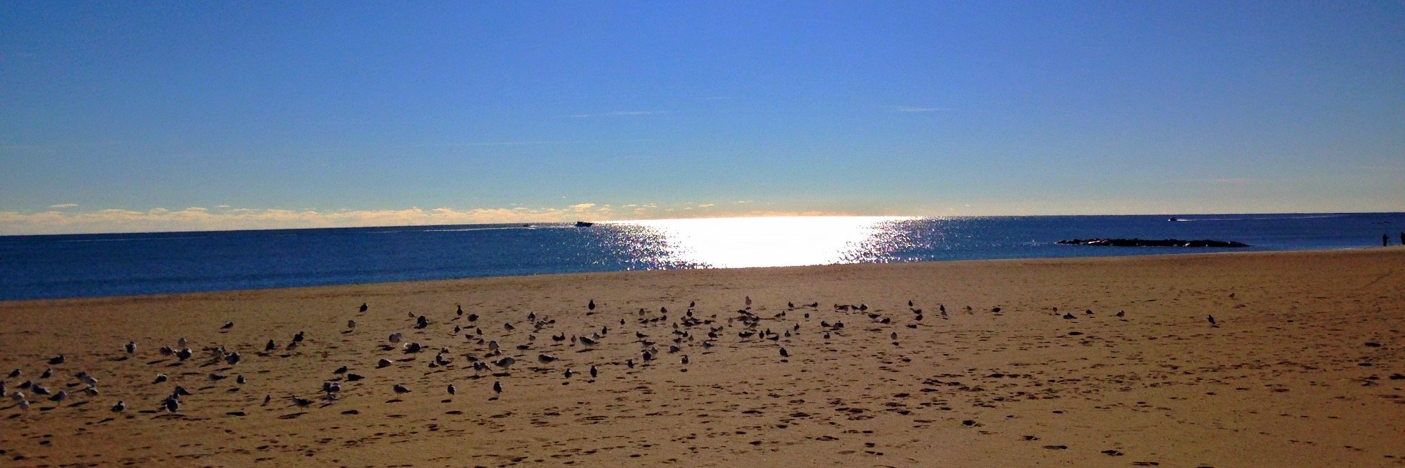 nick difranco banner