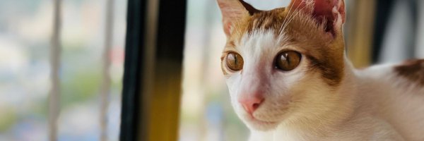 ronakrrb Profile Banner