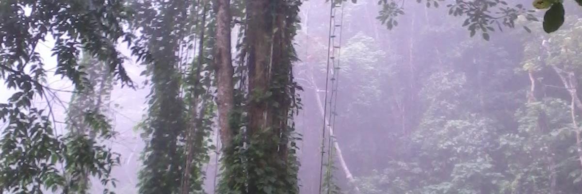 mayidae's profile banner image