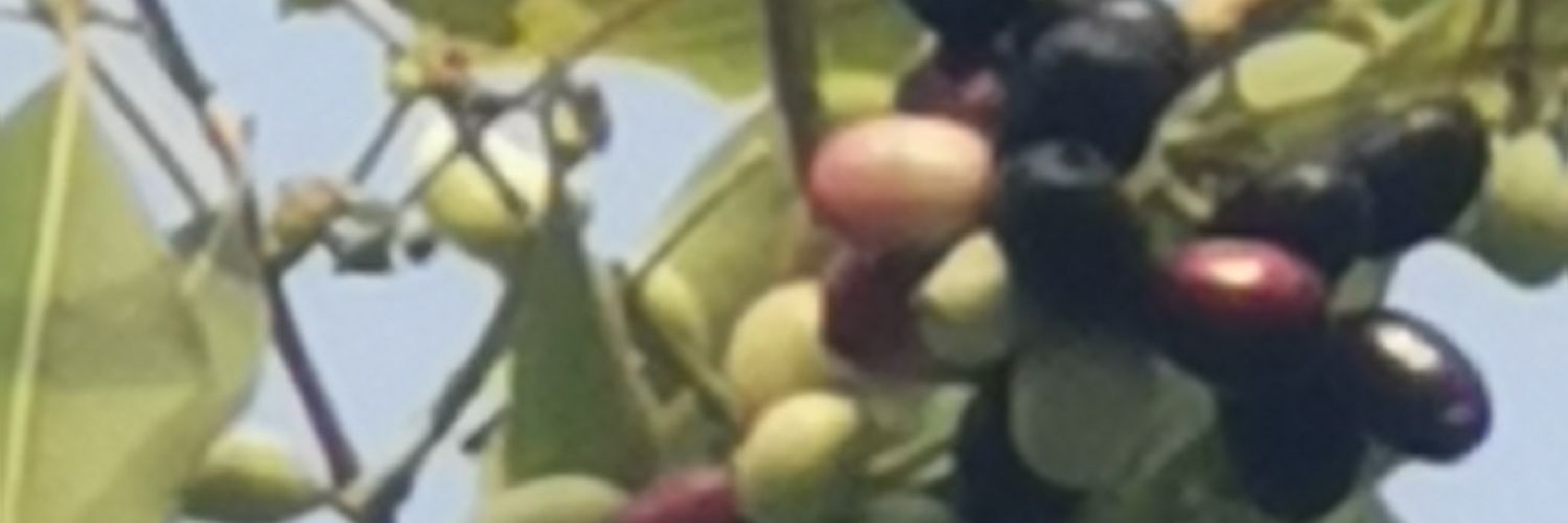 rav997a's profile banner image