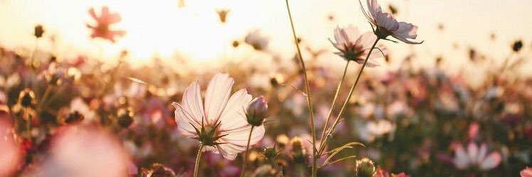 fourleafchloee's profile banner image