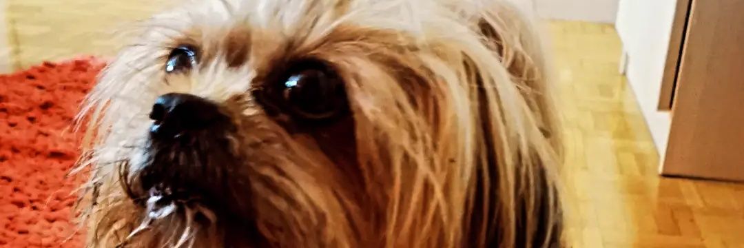 UrskaOrlic's profile banner image