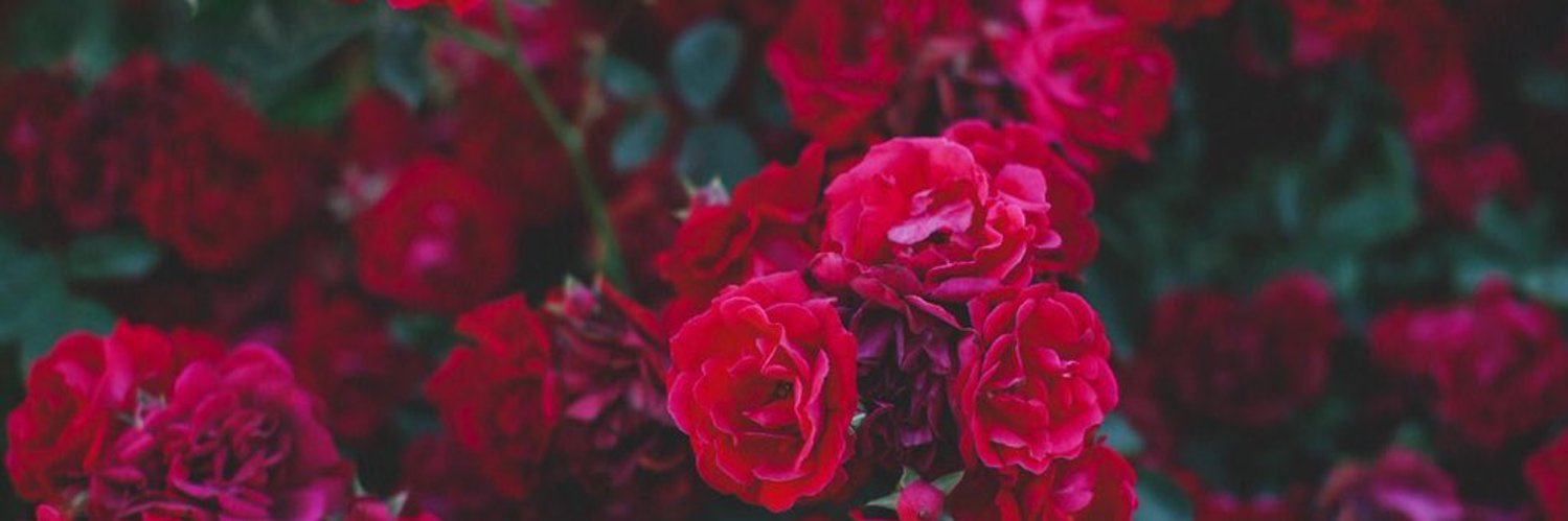 lisazelang's profile banner image