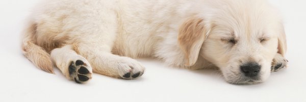 Cute dog forest🐶🐶 Profile Banner