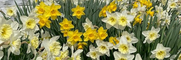 Beth Picknally Camden banner