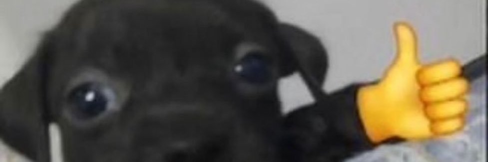 piojo alvaradon't banner