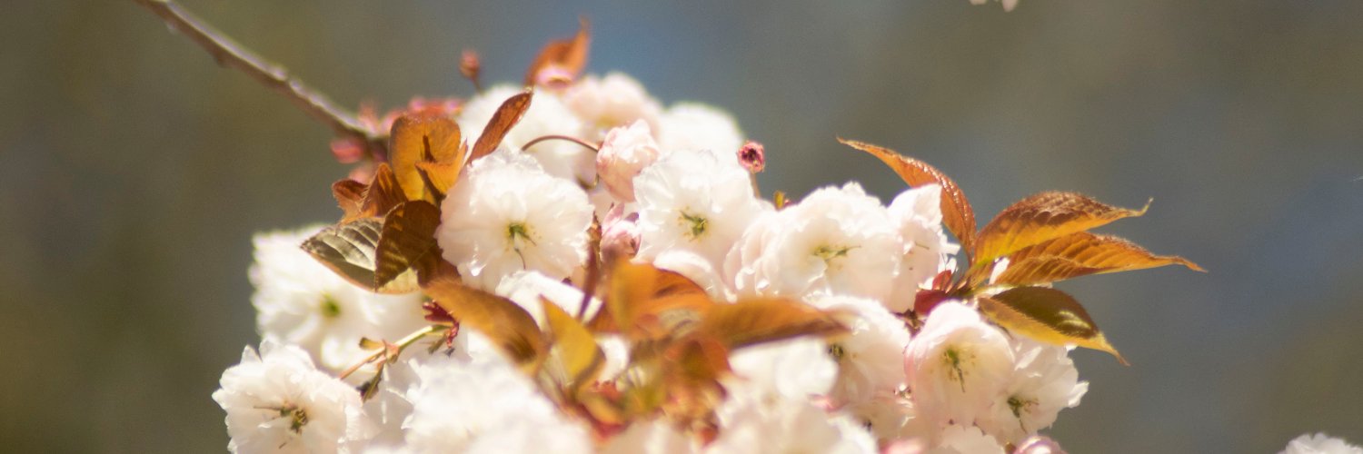 meeshdre's profile banner image