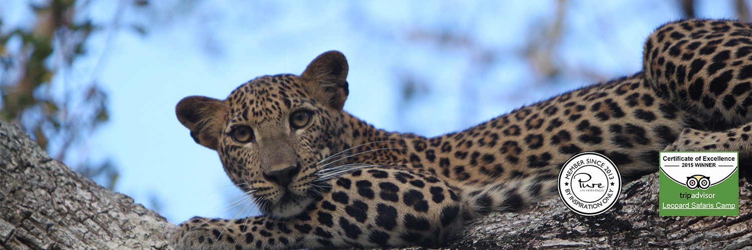 Leopard_Safaris's profile banner image