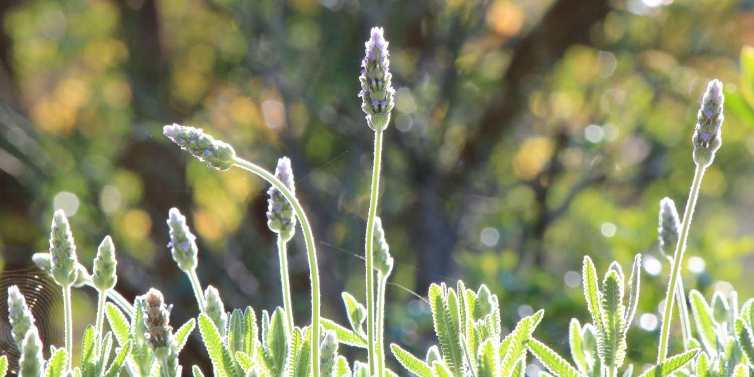 Bronwen Lundy banner