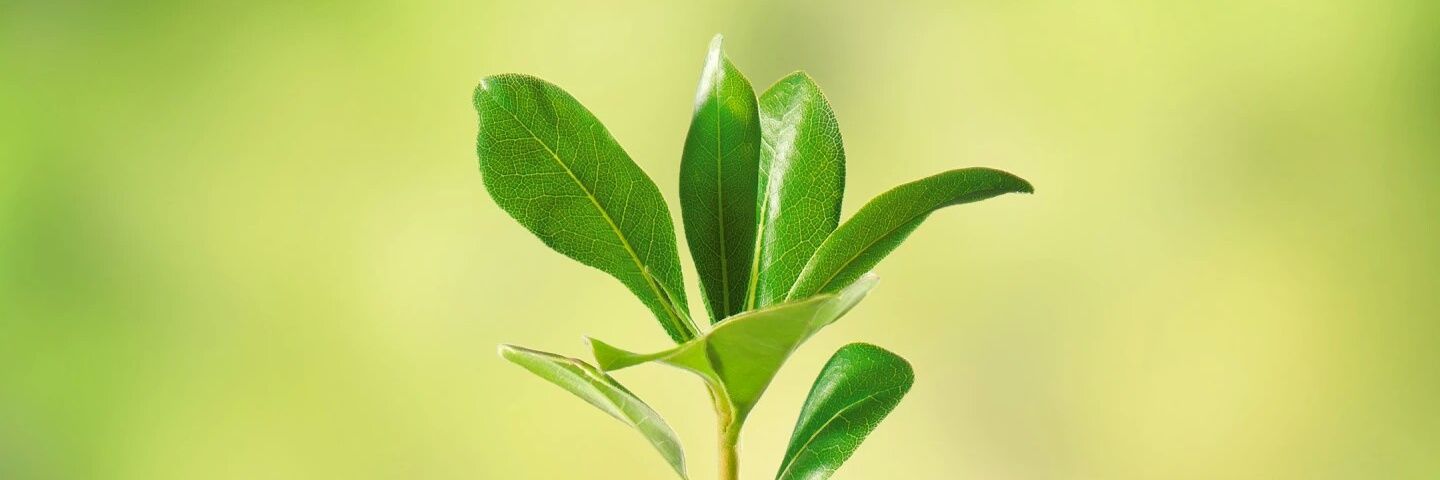 VenkatKaka's profile banner image