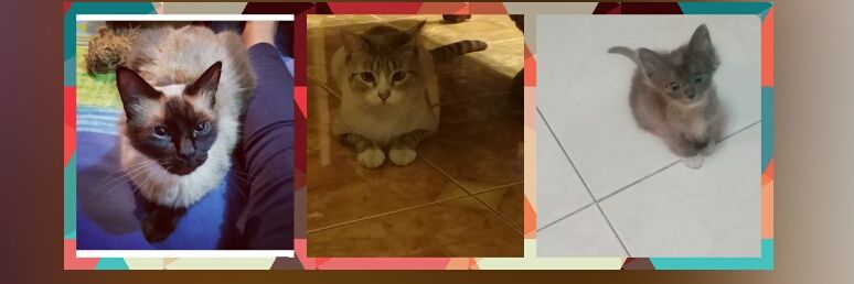 Erika Estradar banner