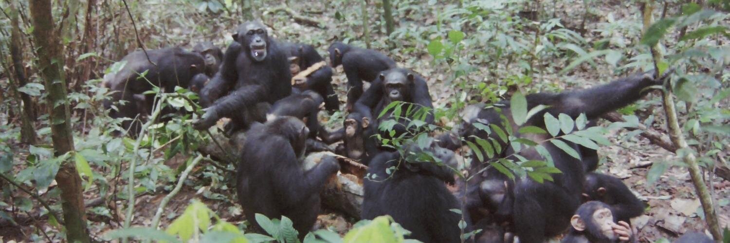 Taï Chimpanzee Project's banner
