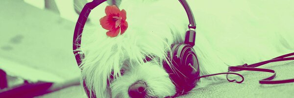 dra Profile Banner