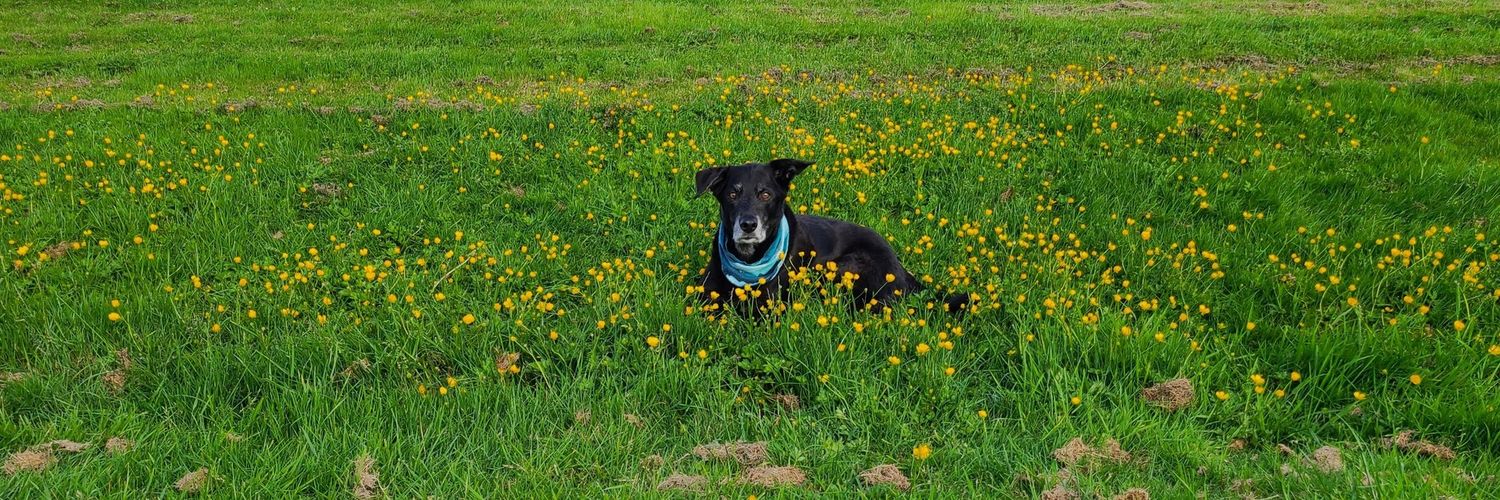 🎃Javgoblin🎃 banner