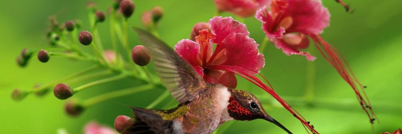 Диана Гиткина banner