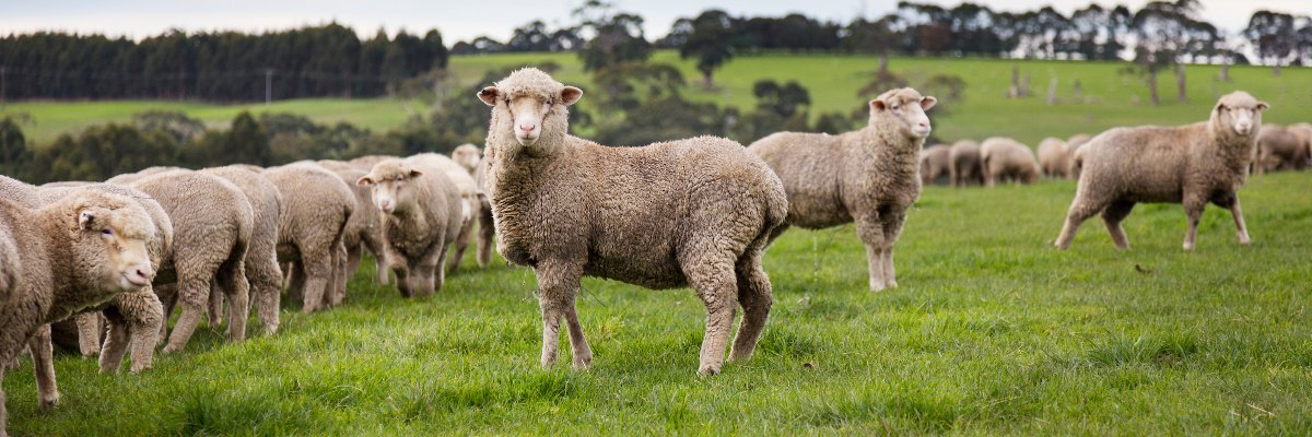 HealthforAnimals banner