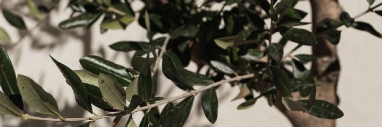 𝐒. banner