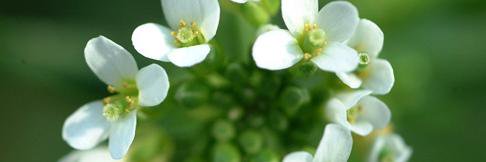 GARNet UK Plant Science's banner