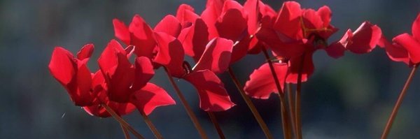 NevvalS Profile Banner