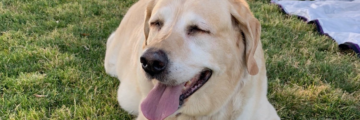 OhhRosey's profile banner image