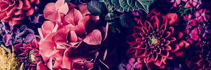 Pycaaa's profile banner image
