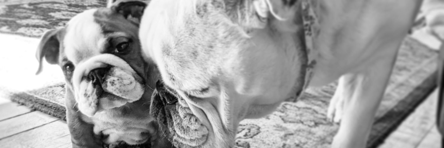 Isabel_Chilena's profile banner image