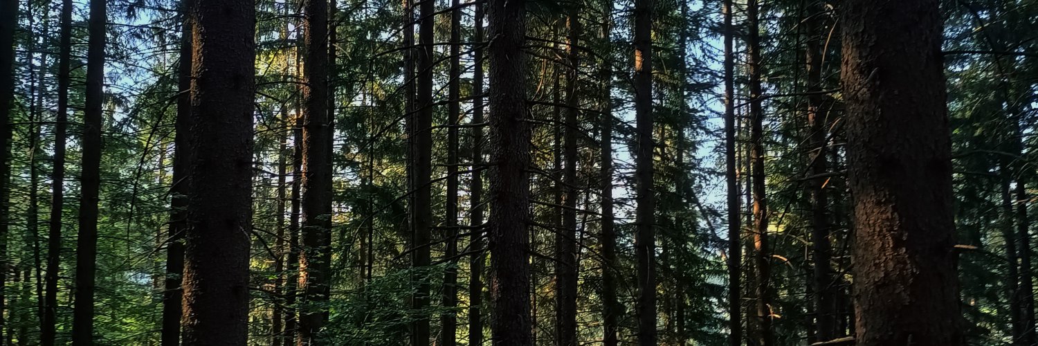 orsettamv's profile banner image