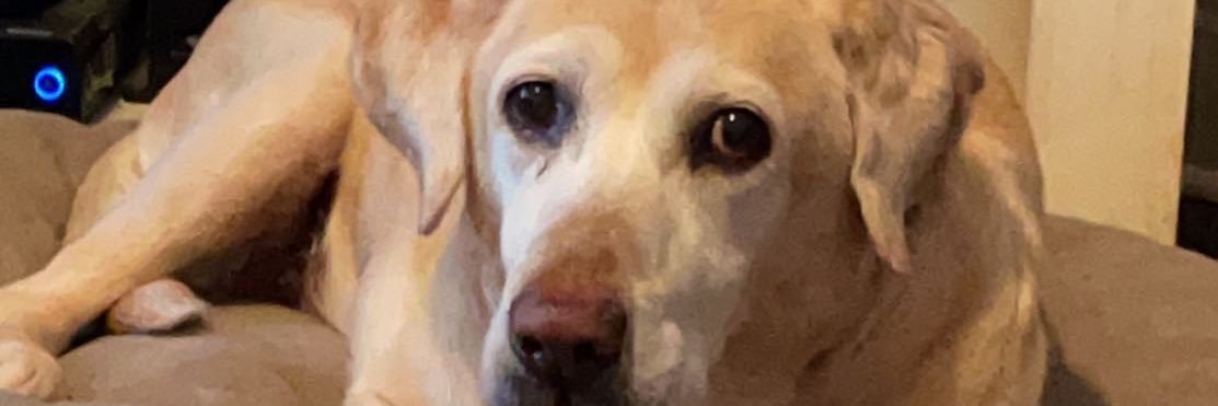 austindryden's profile banner image