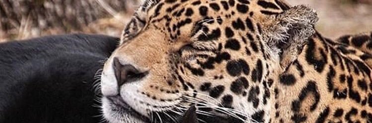 kanesnextmove's profile banner image