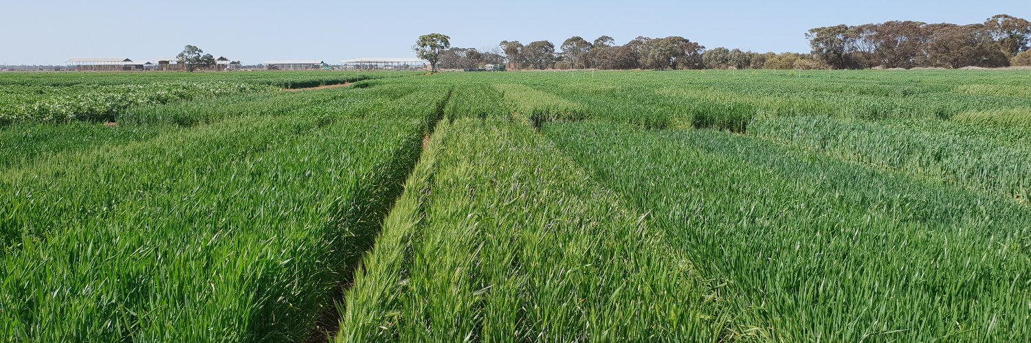 Charlotte Aves banner