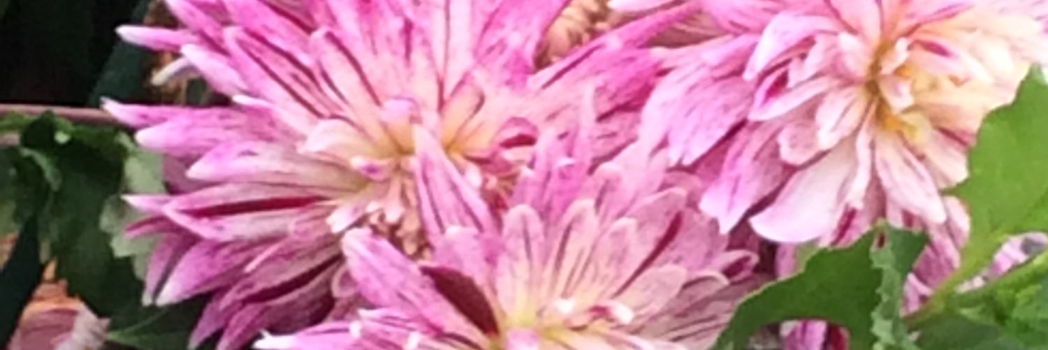Dimentionthat's profile banner image