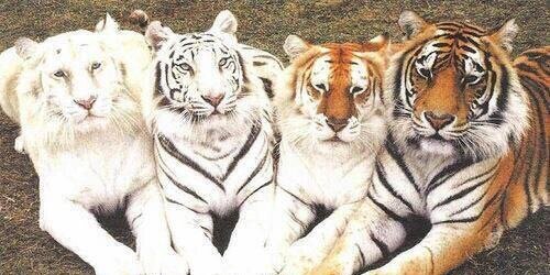 Angie Gilliland banner