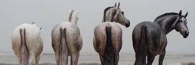 Grey Horse Problems banner