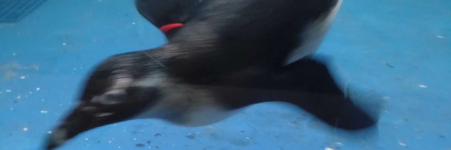 AyaAvutan's profile banner image