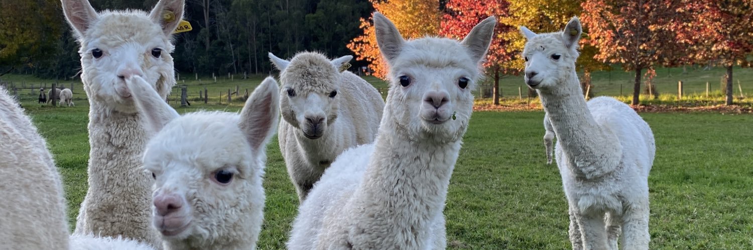 LVF_alpacas's profile banner image