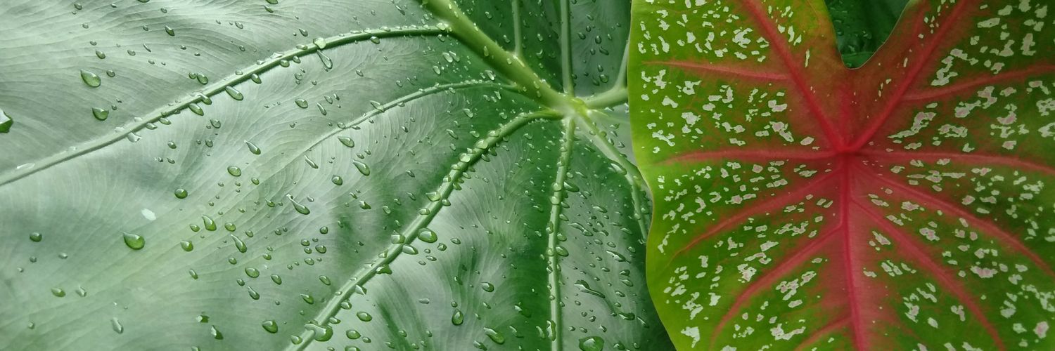 KirinKIX's profile banner image