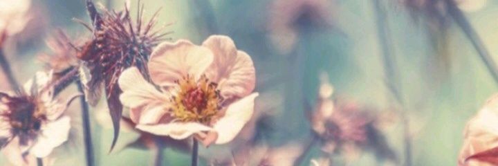 FranzaFlor's profile banner image