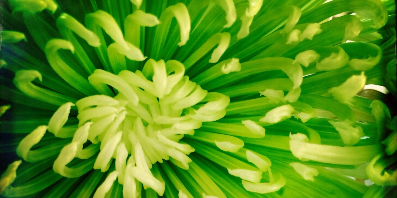 applepie_com's profile banner image
