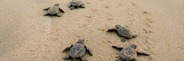stewartmiranda_'s profile banner image