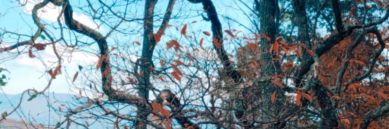 Trosenbaum20's profile banner image