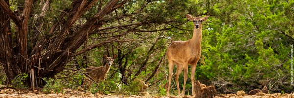 EnvironmentTex Profile Banner