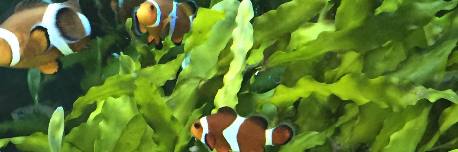 TickleMeFelmo's profile banner image