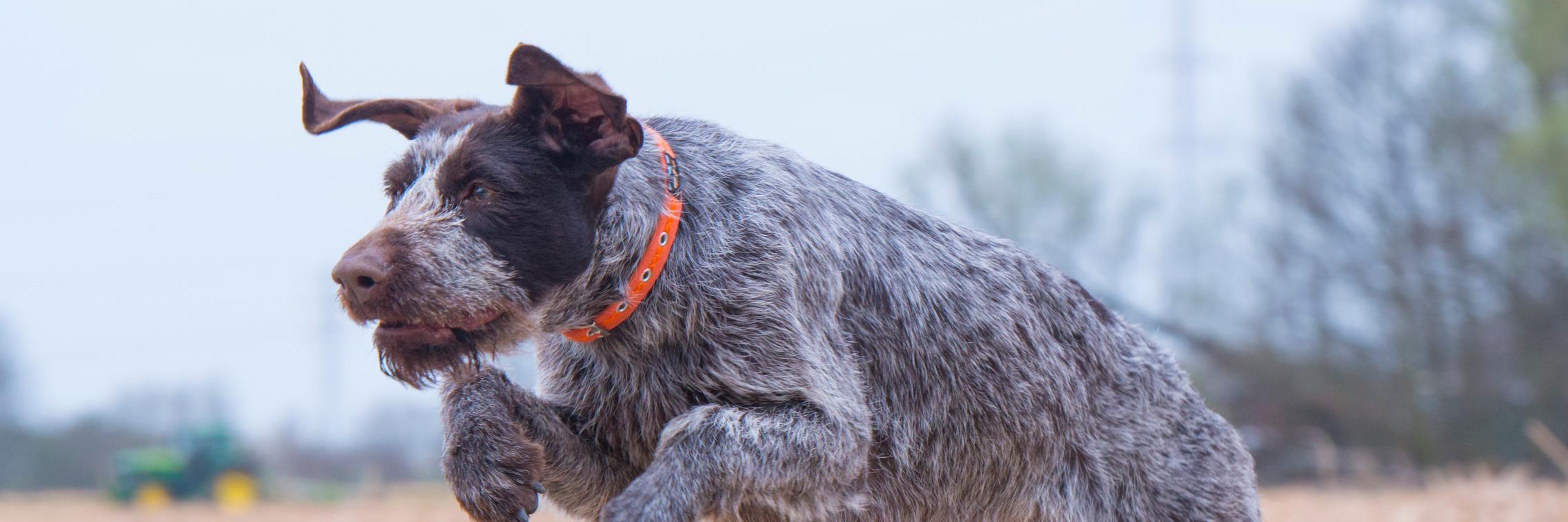 OscarHooch's profile banner image