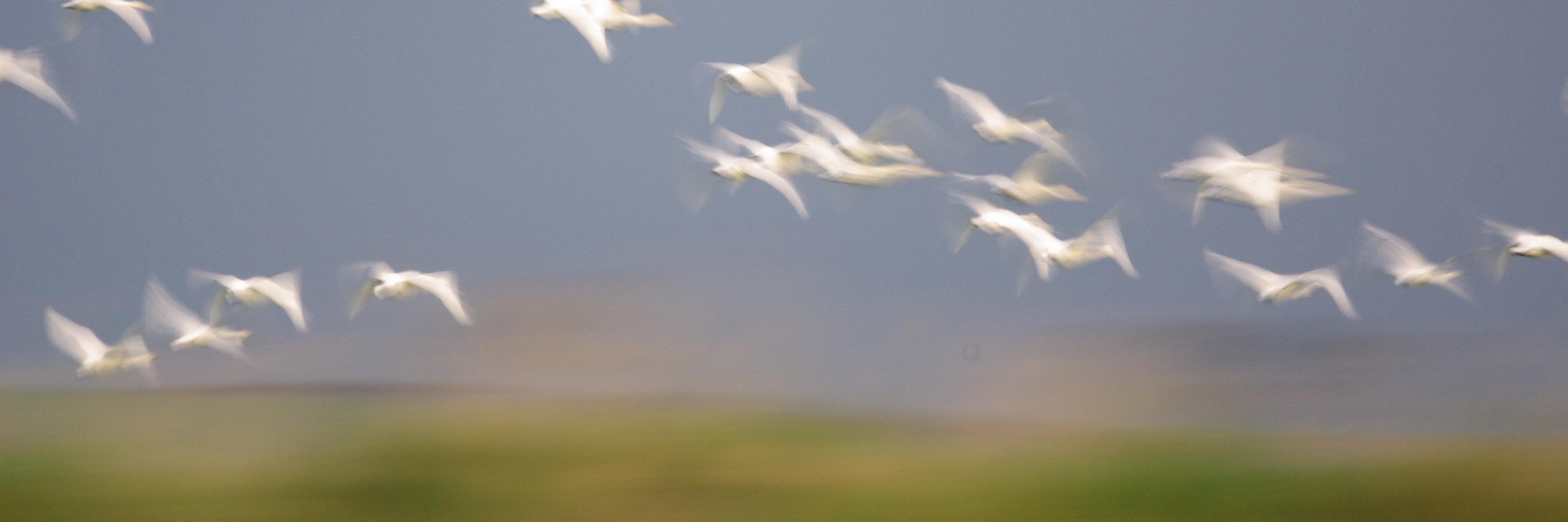 Andrew Rideout banner