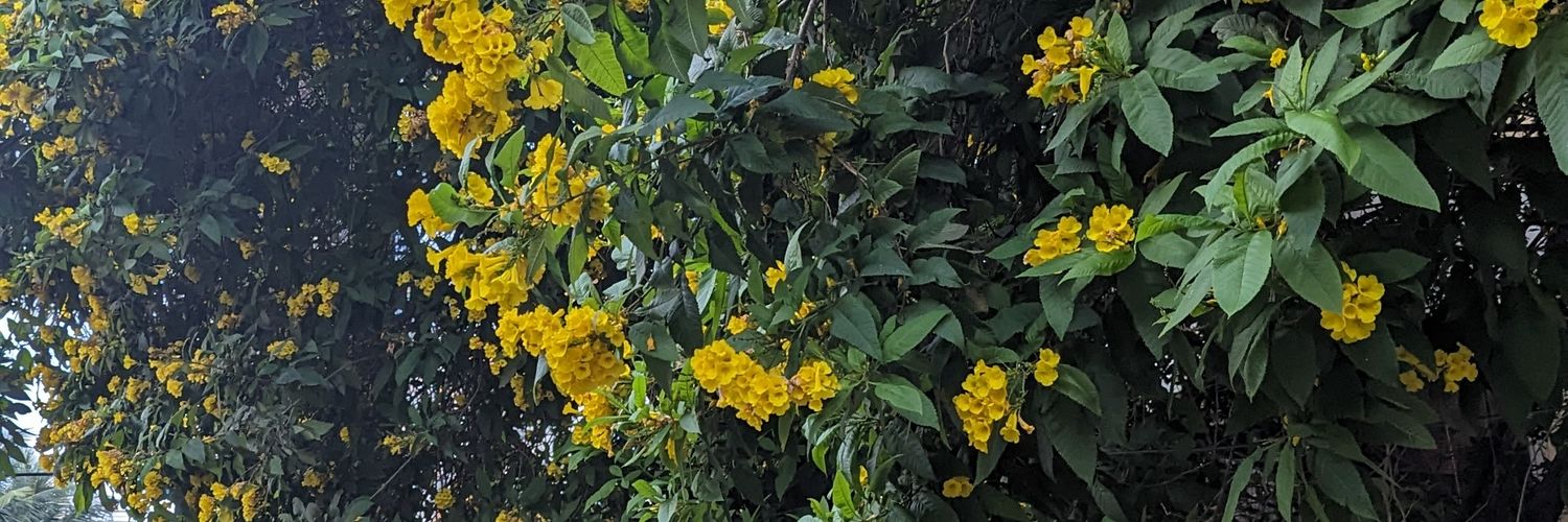 DevyaniRuhela's profile banner image