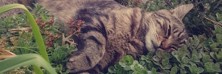 clarxch's profile banner image