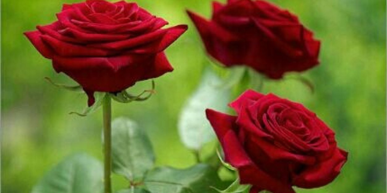 heif_ali's profile banner image