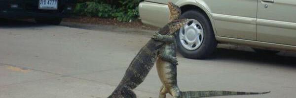 mandi_pet's profile banner image