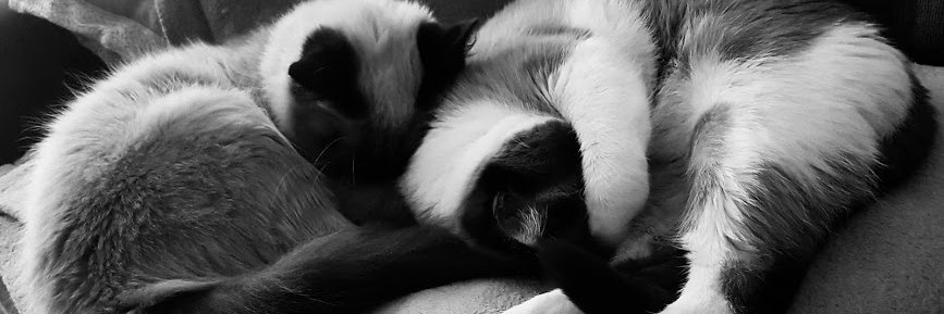 dac_z's profile banner image