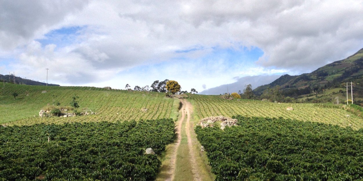 Red Fox Coffee Mchts banner